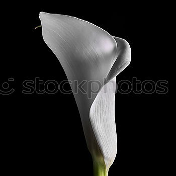 Image, Stock Photo Spring is here Snowdrop