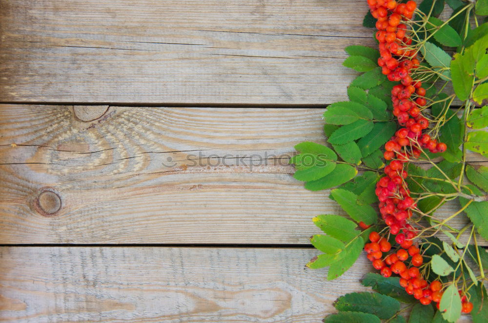 Image, Stock Photo Chestnuts Physalis Elderberry