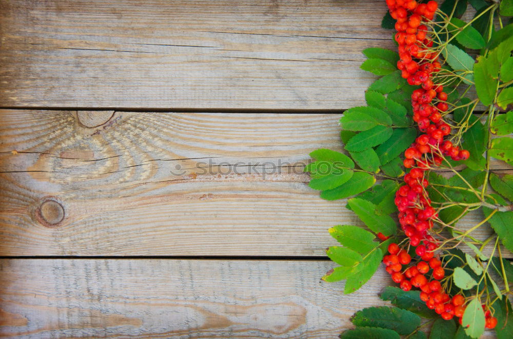 Similar – Image, Stock Photo Chestnuts Physalis Elderberry