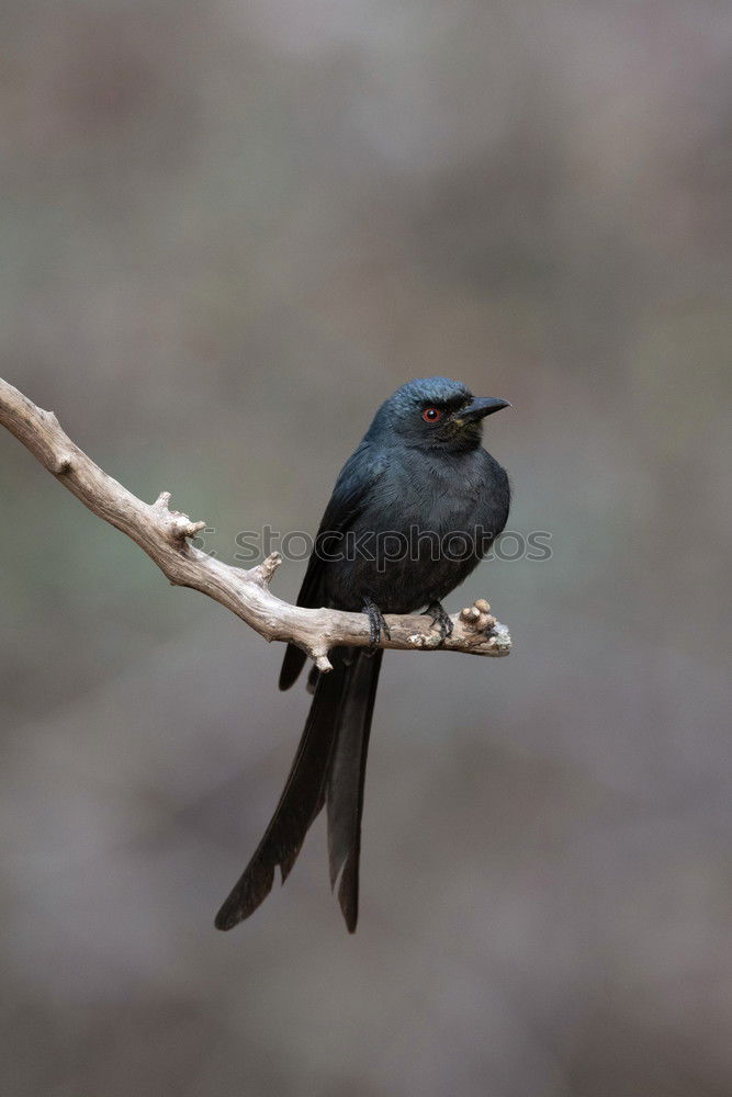 Similar – Image, Stock Photo Southern Fiscal Shrike