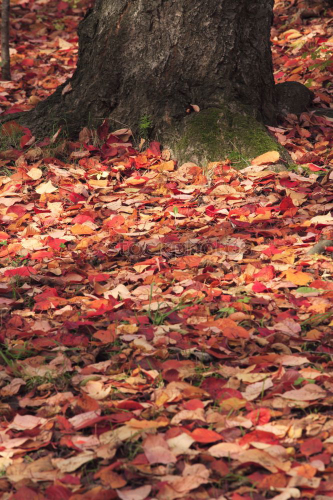 Similar – Herbstlich gerahmt Glück