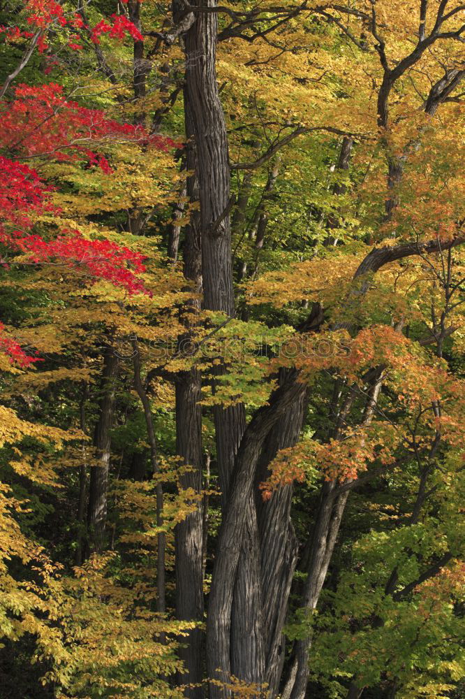 Similar – Image, Stock Photo autumn, tree, golden leaves