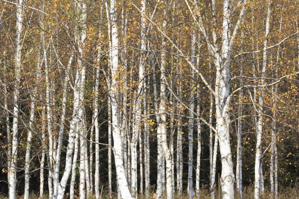 Similar – Image, Stock Photo Russian wood Winter Snow