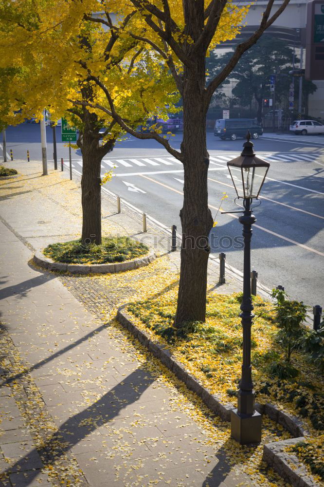 Similar – Image, Stock Photo Autumn is here Environment