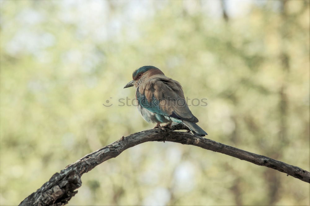 Similar – Image, Stock Photo Thrush in tree Environment