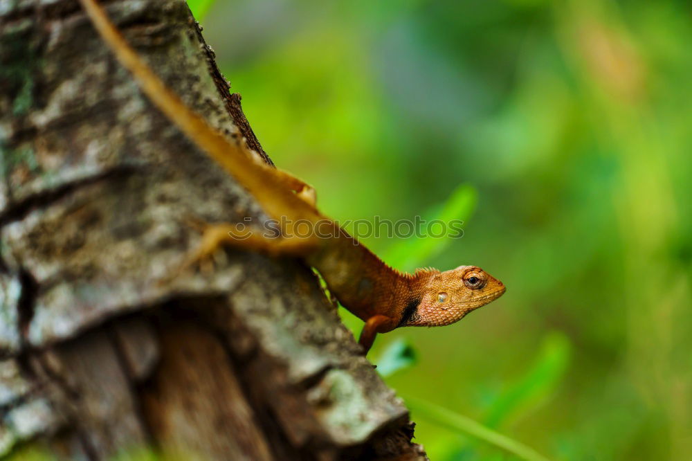 Anole Lizard Profile with Dewlap Extended Glowing in Sunlight