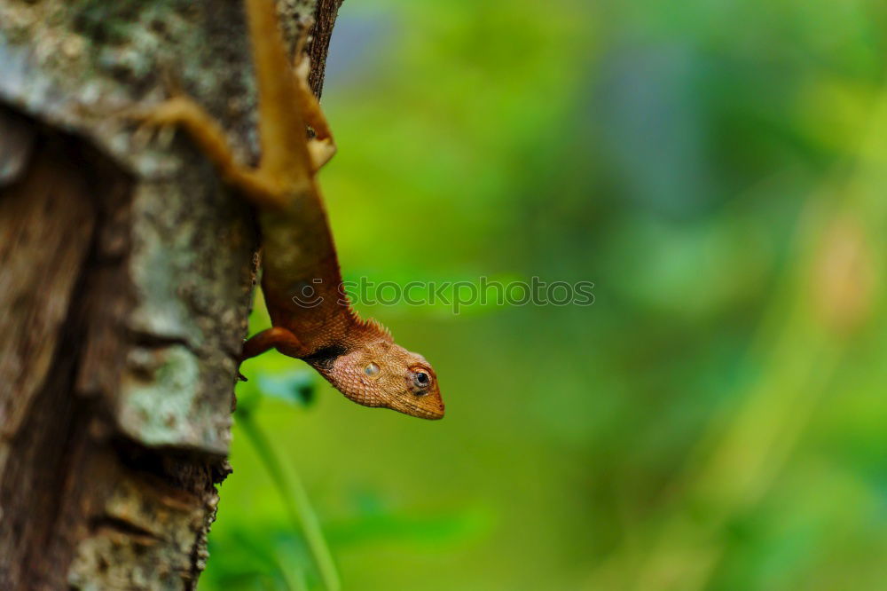 Similar – Image, Stock Photo caterpillar insatiable