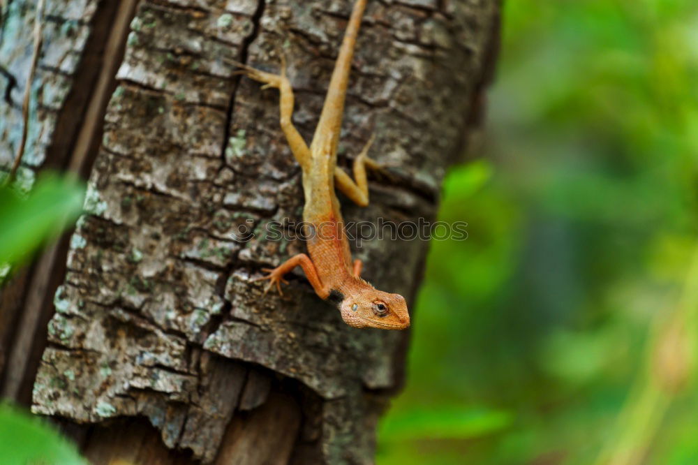 Similar – Image, Stock Photo caterpillar insatiable