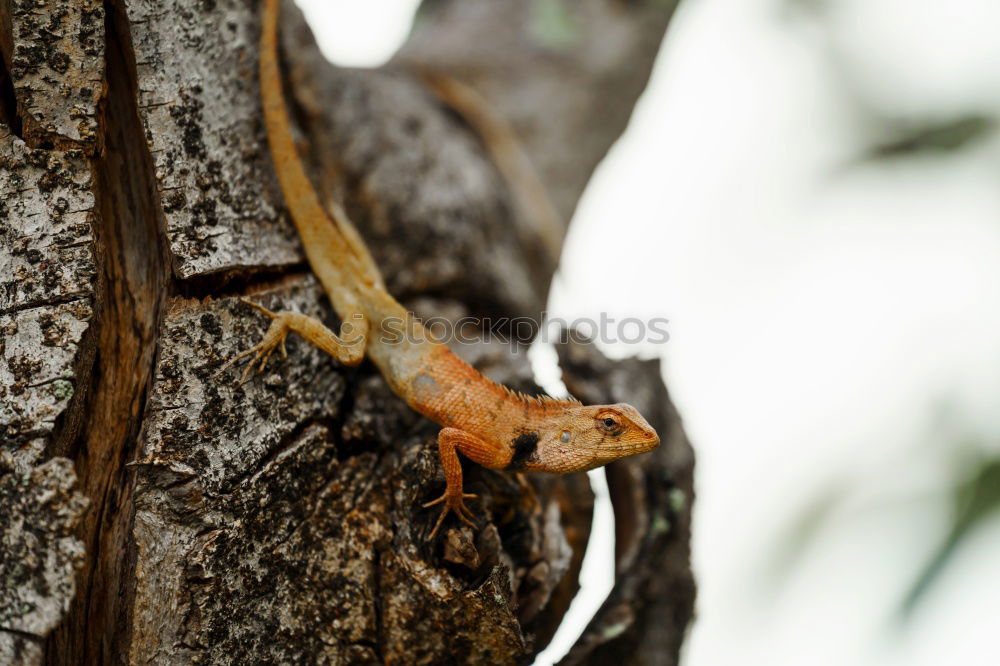 Similar – Foto Bild nature rules Baum