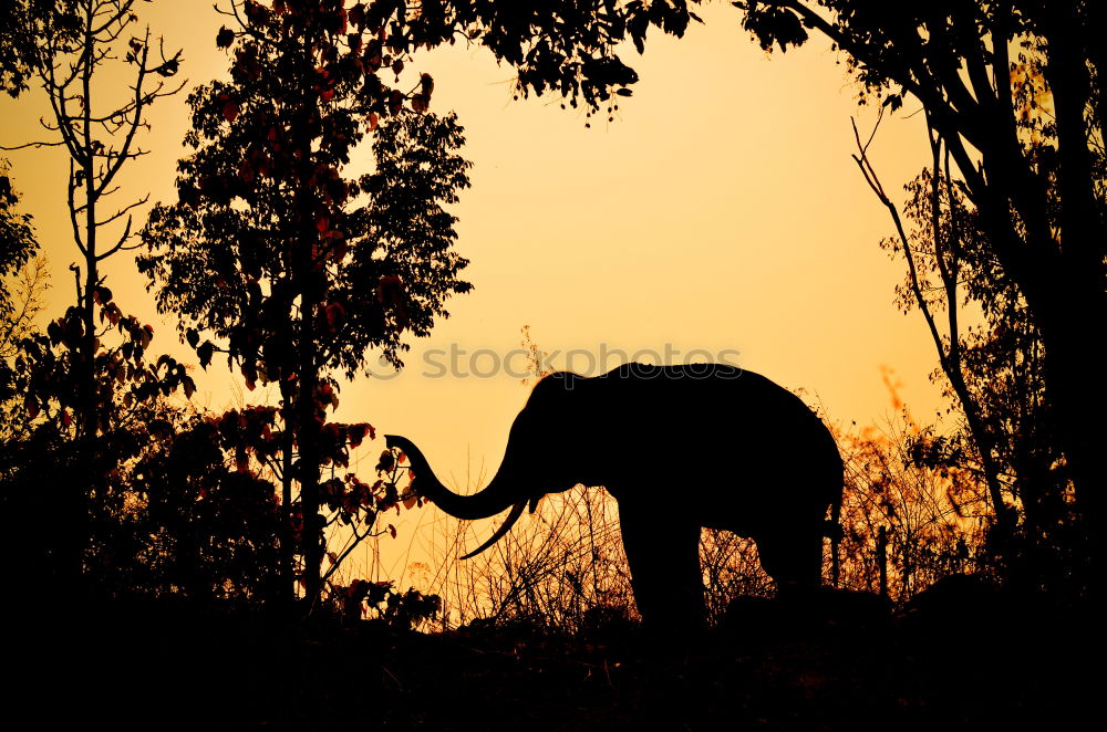 Similar – Image, Stock Photo Photo Safari with Elegant Sri Lanka