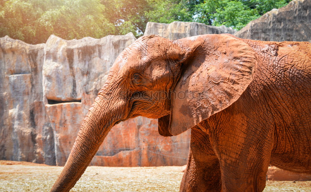 Similar – Foto Bild eli park Zoo Tier Elefant