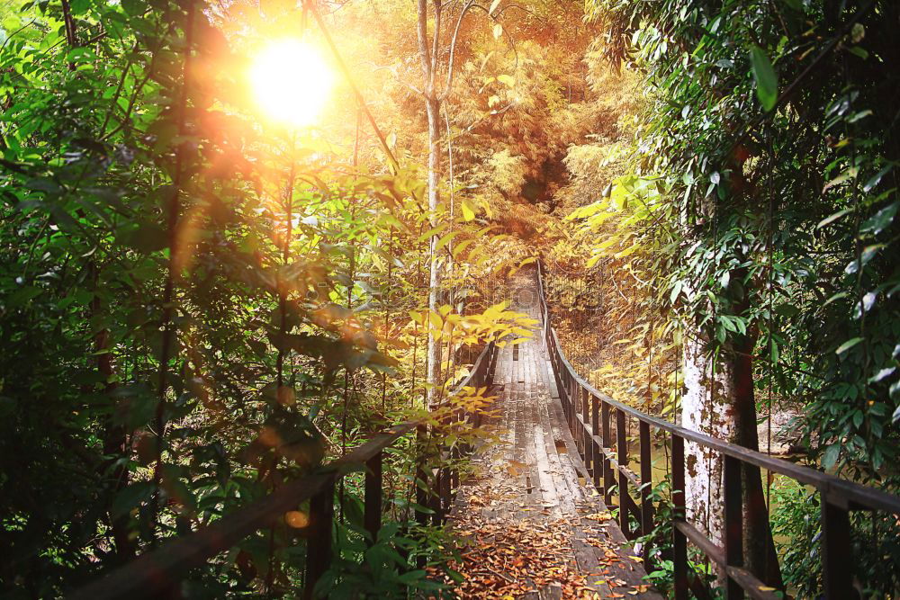 Similar – Image, Stock Photo Adult woman is walking in the forest