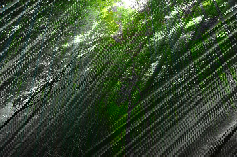 Image, Stock Photo Path in bamboo forest