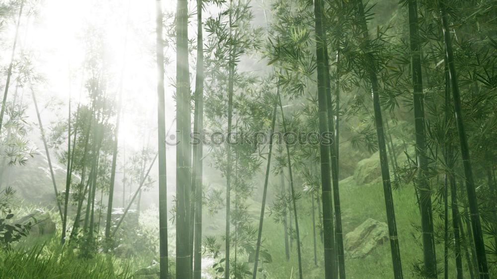 Similar – cloud forest Forest