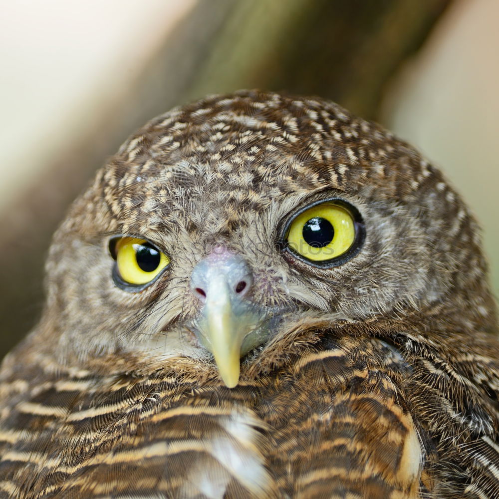 Similar – Image, Stock Photo Blackbird chick Animal