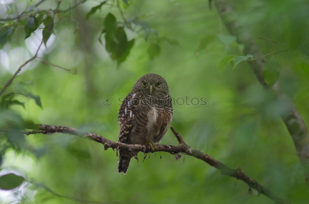 Similar – Image, Stock Photo Thrush in tree Environment