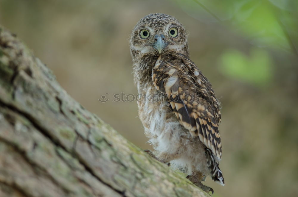 Similar – Image, Stock Photo Buzzard in the tree Nature