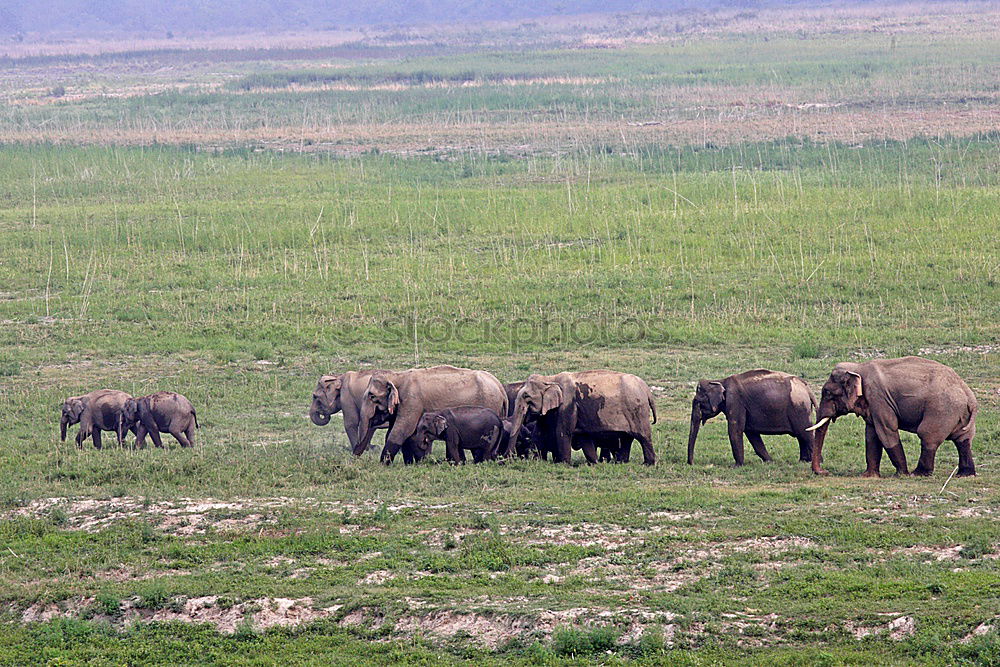 Similar – Image, Stock Photo Many in the Gobi Mongolia