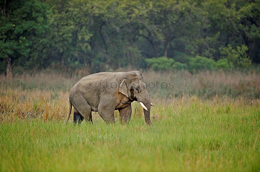 Similar – Image, Stock Photo Photo Safari with Elegant Sri Lanka