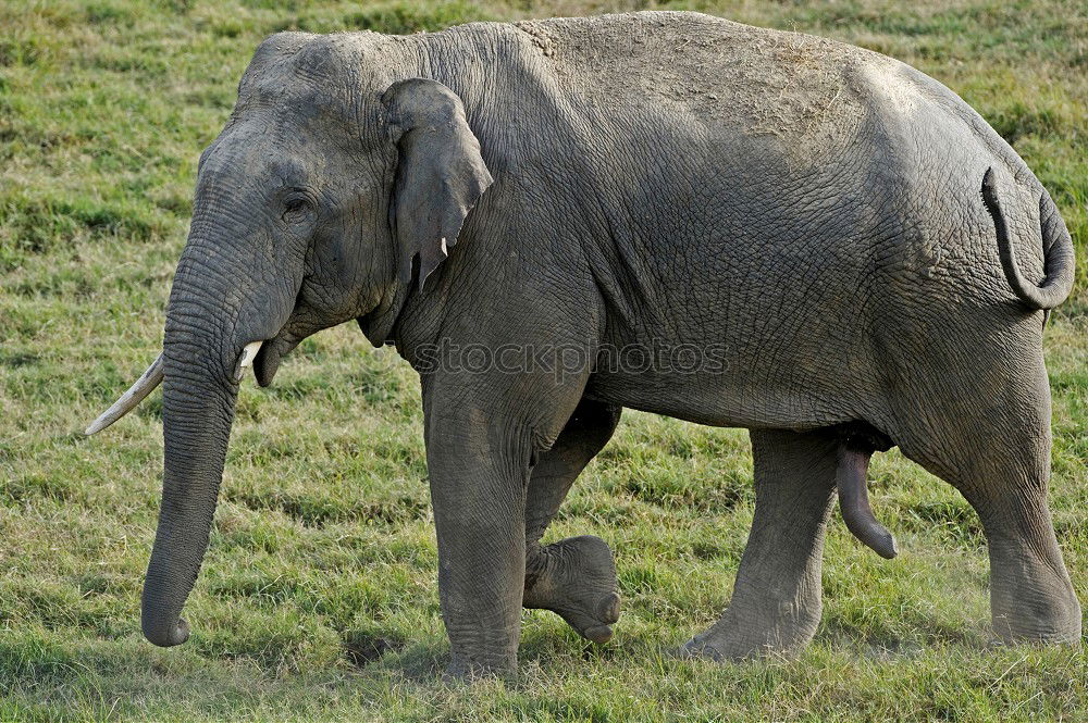 Similar – Laughing Elephant Tusk