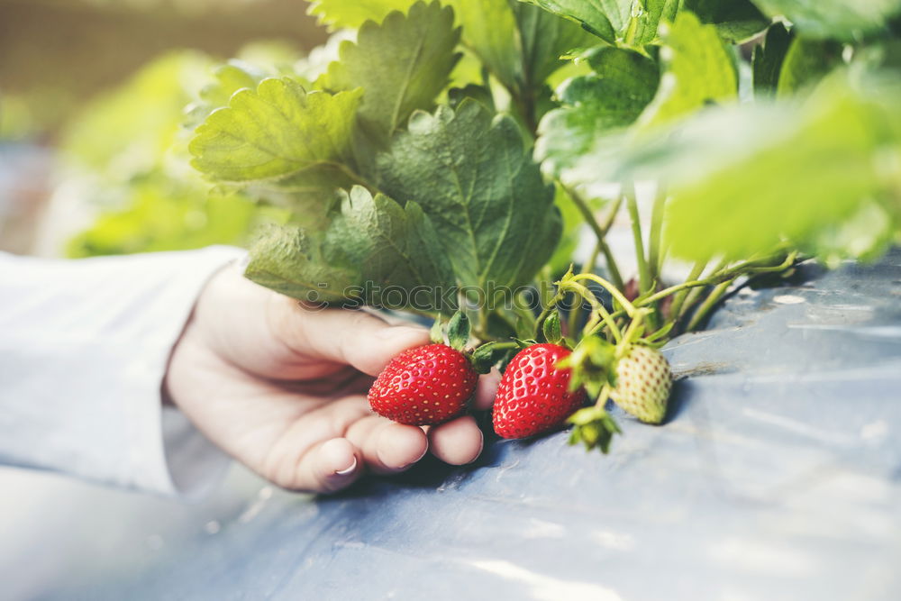 Similar – Image, Stock Photo Woman hold bunch of radishes