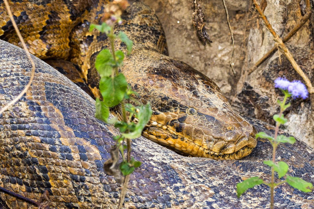 closeup of beautiful and dangerous european nose horned viper