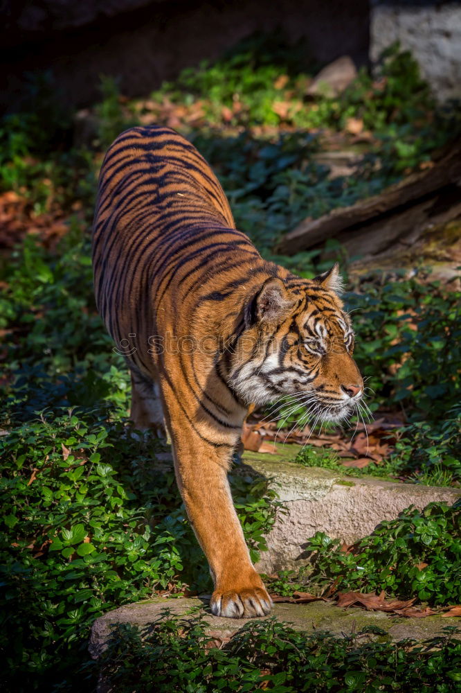 Similar – Close up side profile portrait of one young Siberian tiger