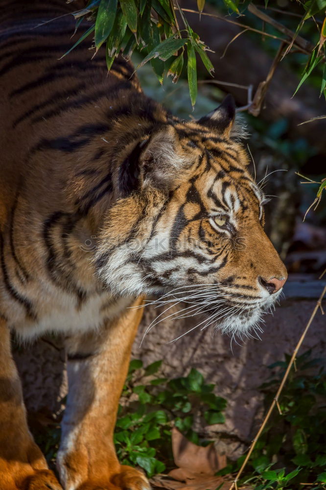 Similar – Close up side profile portrait of one young Siberian tiger