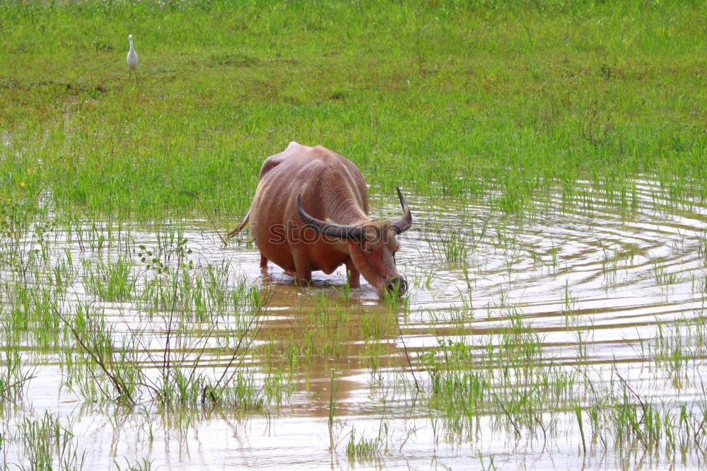 Similar – Image, Stock Photo water buffalo Nature