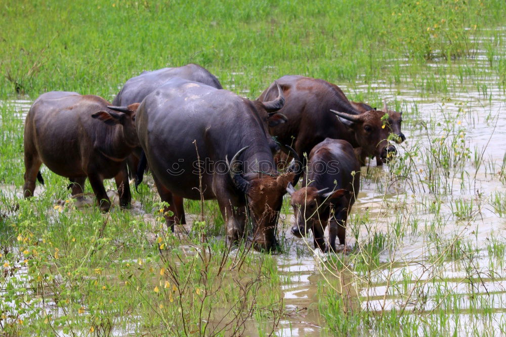 Similar – Image, Stock Photo water buffalo Nature