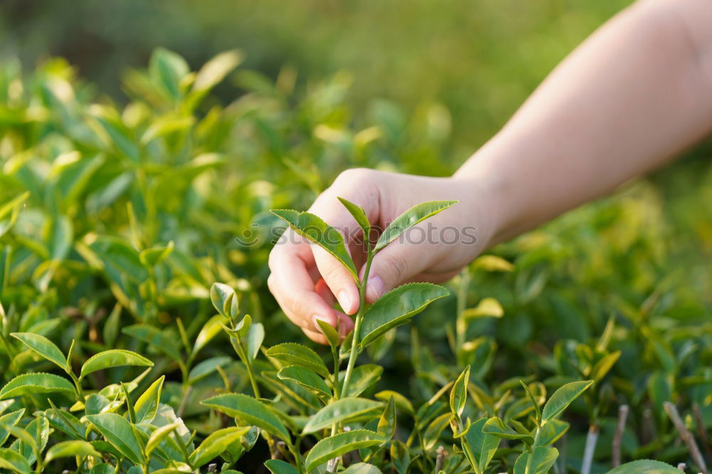 Similar – Image, Stock Photo Hand full of wild berries