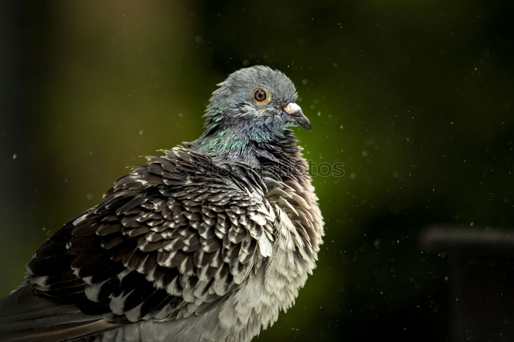 Similar – Image, Stock Photo Falconlord Animal Bird