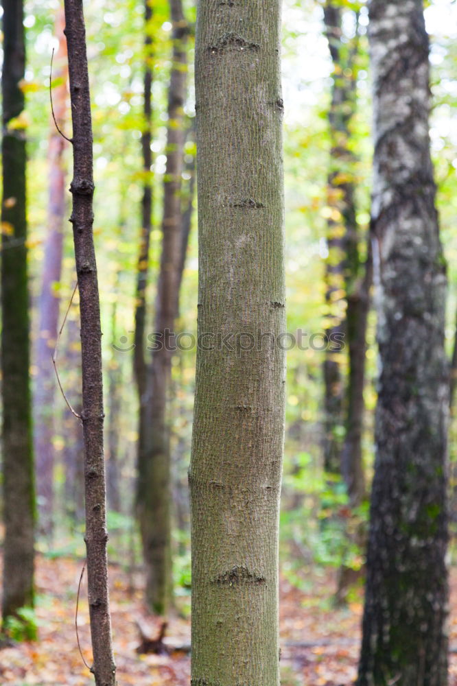 Image, Stock Photo Swedish birch grove