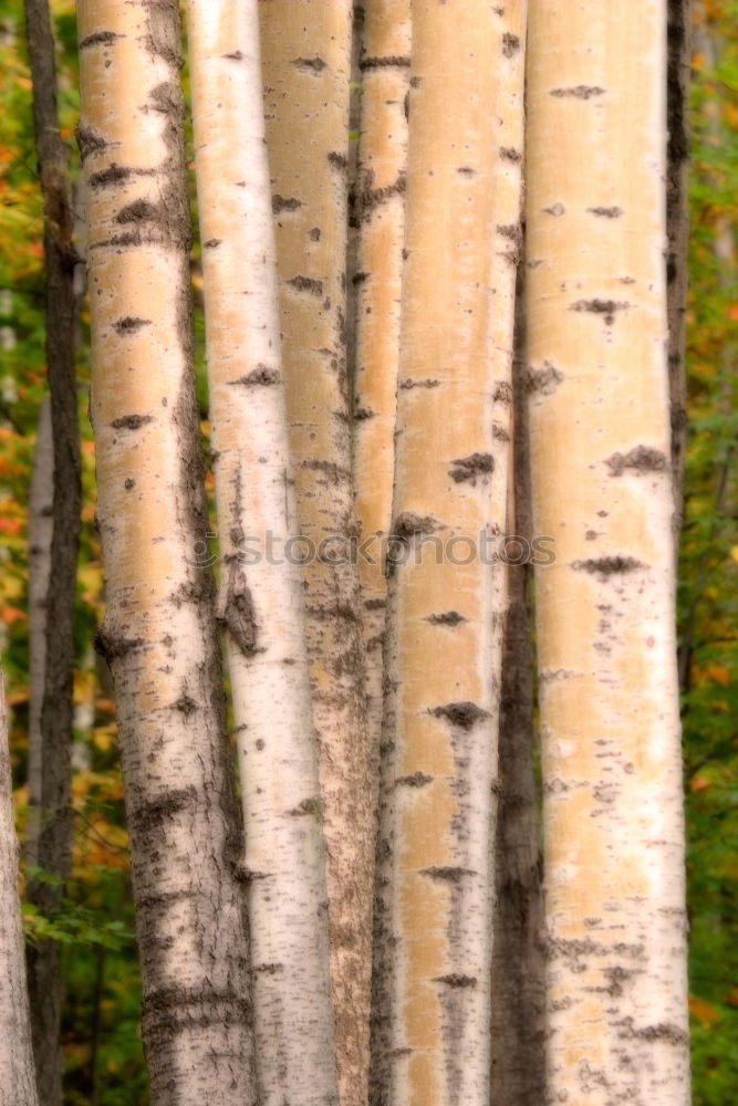 Similar – birch. Environment Nature