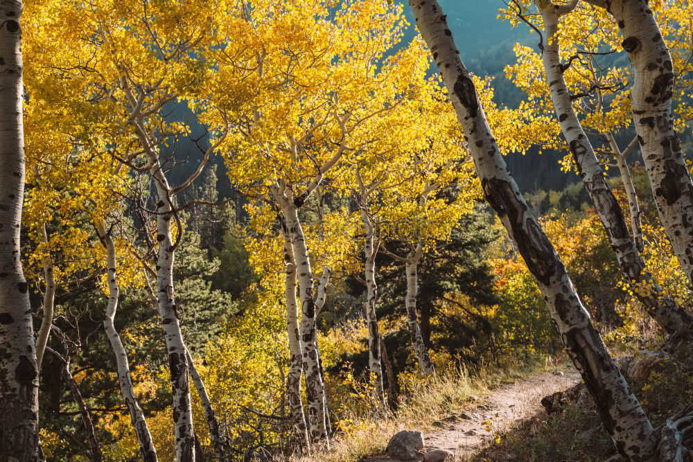 Similar – Image, Stock Photo Aspen in Fall Beautiful