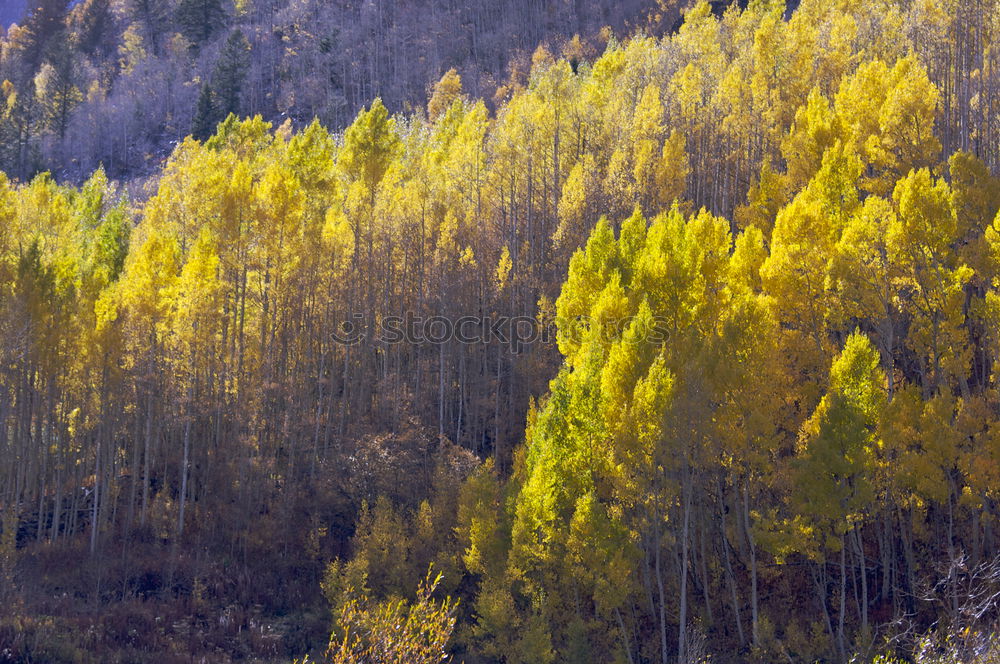 Similar – Image, Stock Photo Aspen in Fall Beautiful