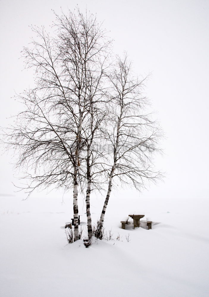 Similar – freigestellter baum Winter