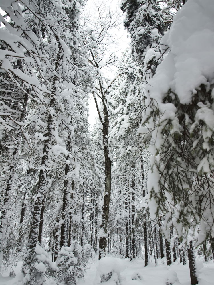 Similar – Foto Bild Winter kompakt Umwelt