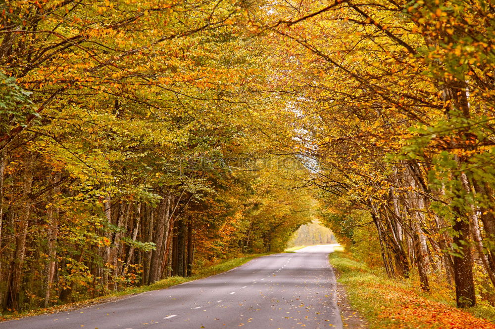 Similar – Image, Stock Photo autumn street Environment