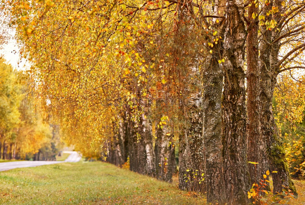 Similar – Image, Stock Photo The bright lane