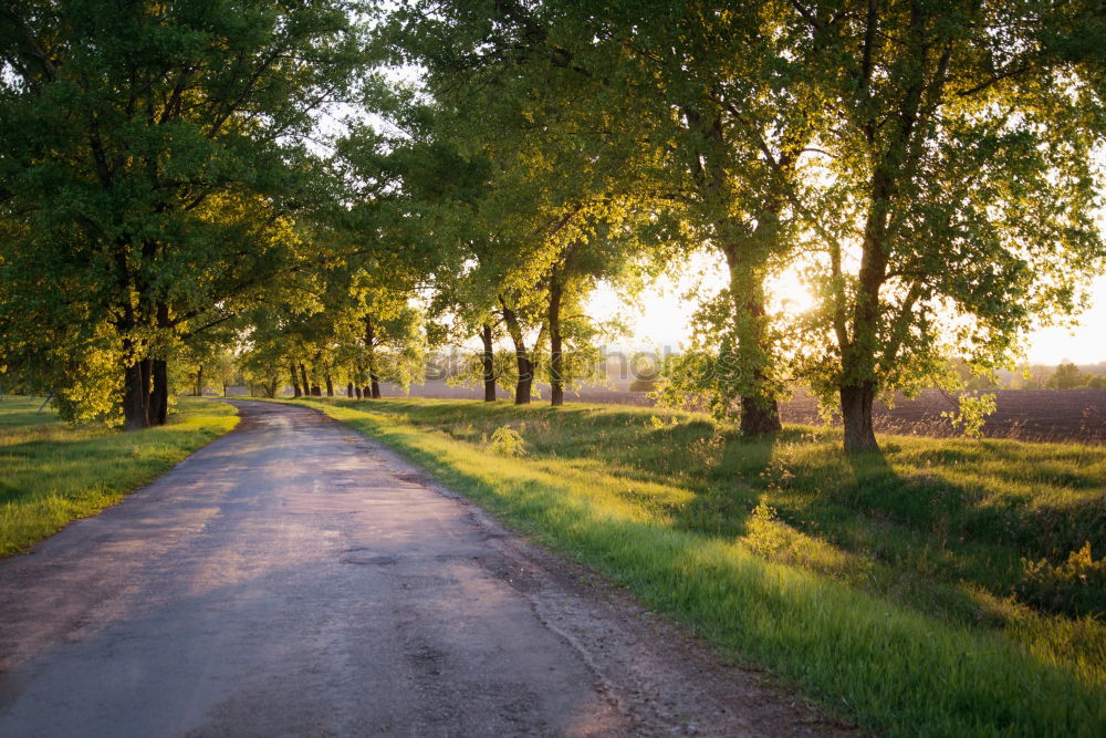 Nature Landscape Meadow