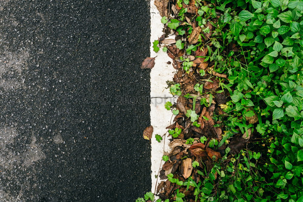 Similar – Green Mile. Natur Frühling