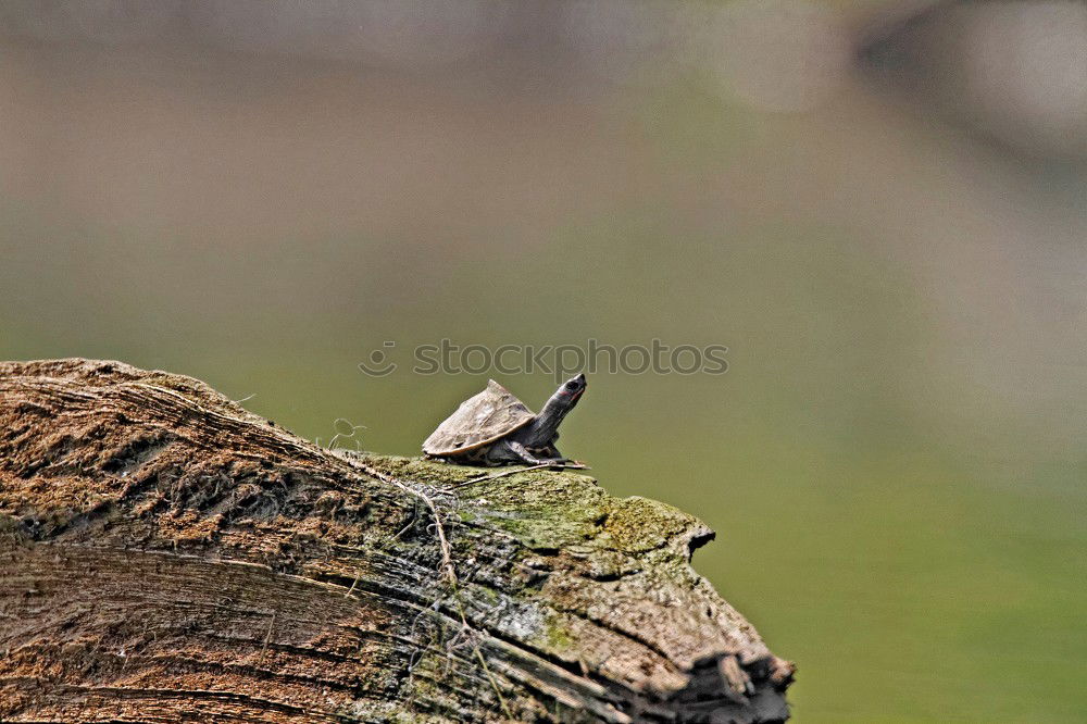 Similar – Image, Stock Photo Ambiguities | Looking Away. Snail eyes