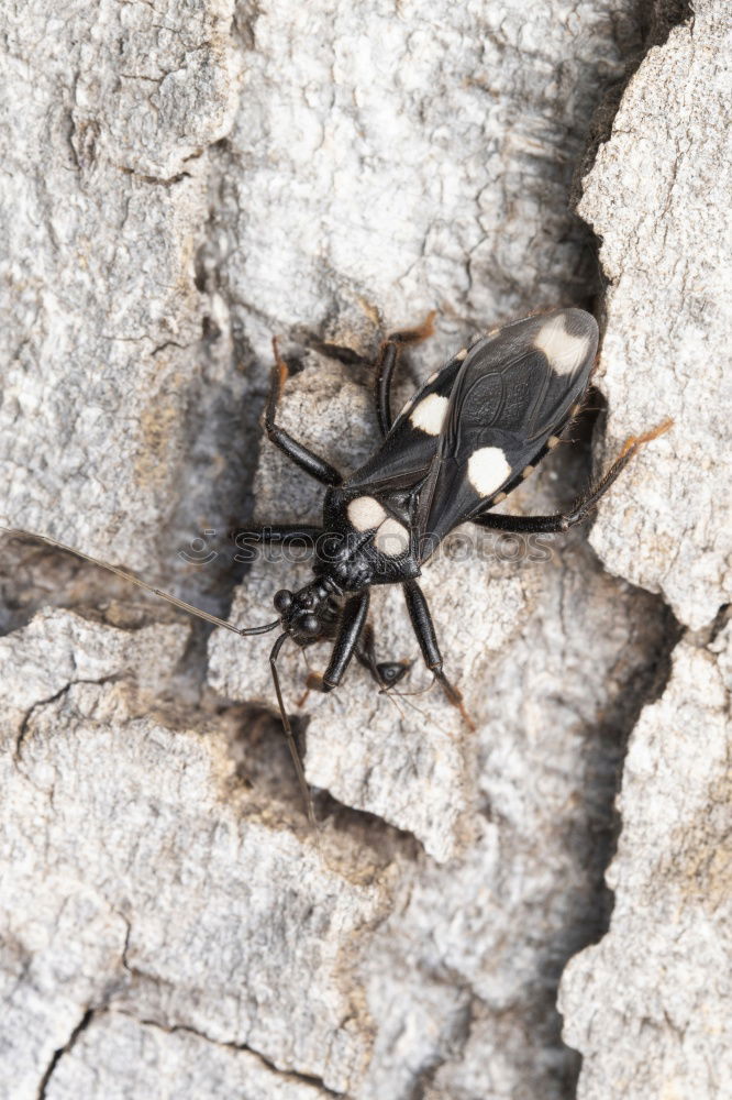 Similar – ant Ant Black Crawl Animal