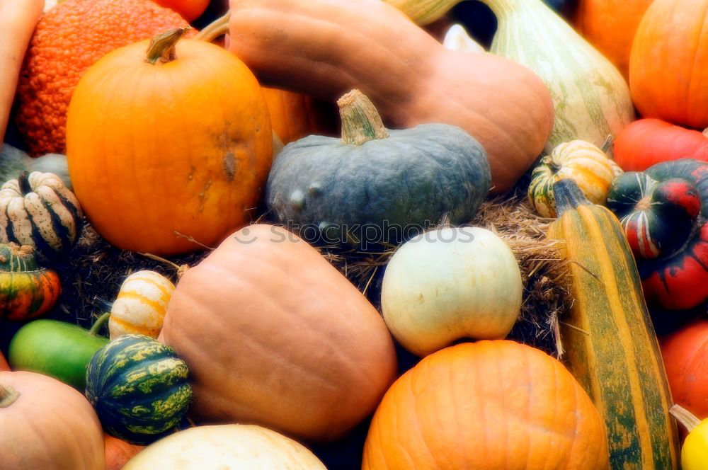 Similar – Image, Stock Photo pumpkin harvest Nature