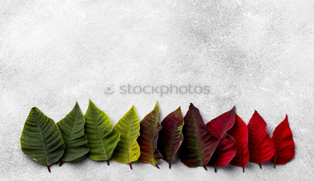 Similar – Red autumn leaves Still life