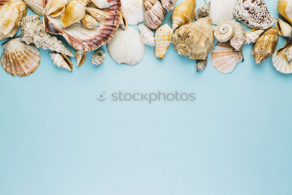 Similar – Seafood on a blue background with algae