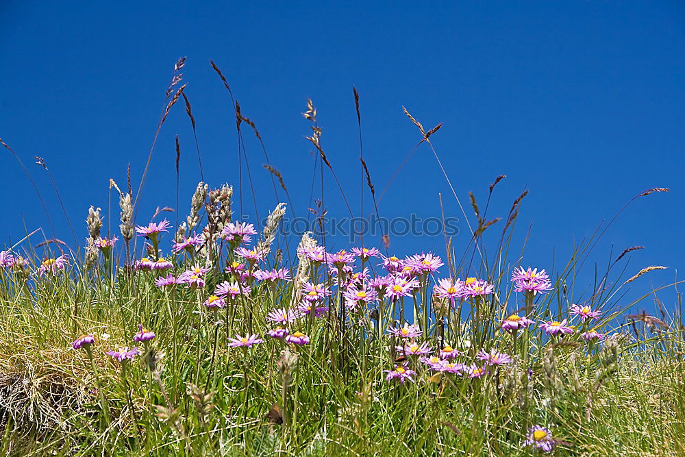 Similar – Image, Stock Photo tender meadow flowers II