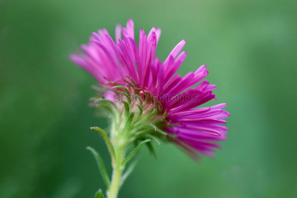 Similar – cornflower Plant Blossom