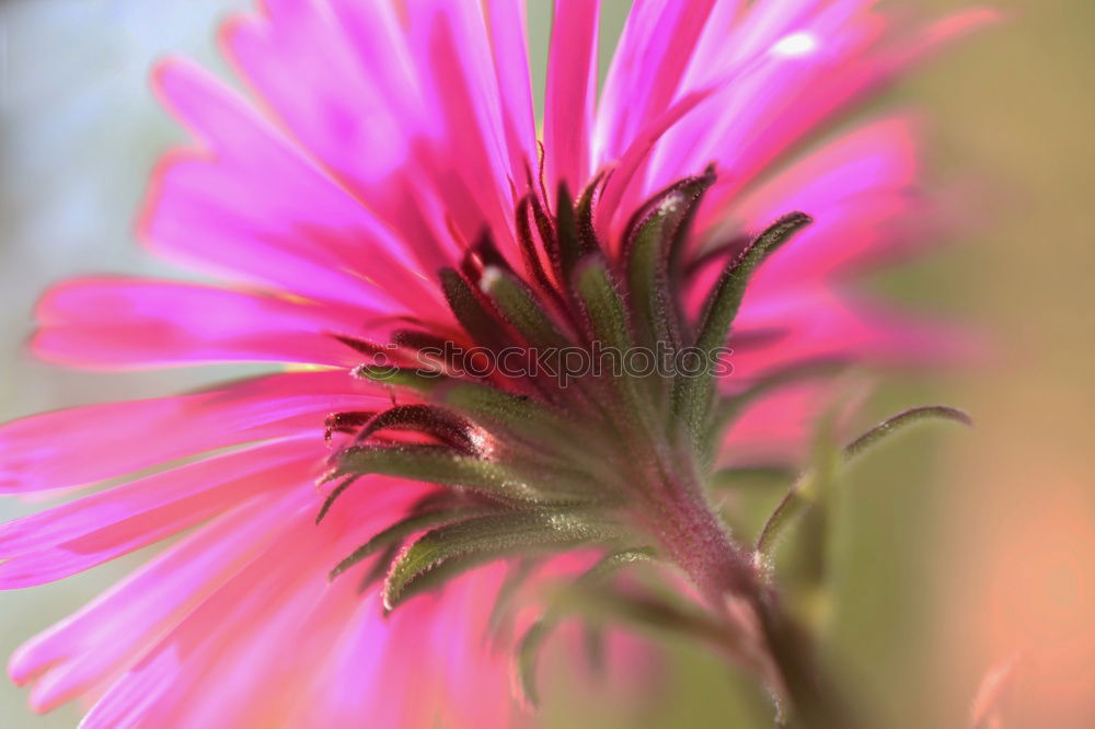 flower panorama Blossom